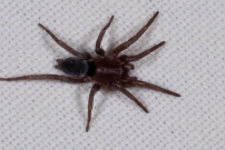 Une immature (Araneae - Gnaphosidae - Scotophaeus sp.)